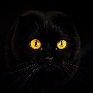 Милые котики