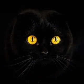 Милые котики