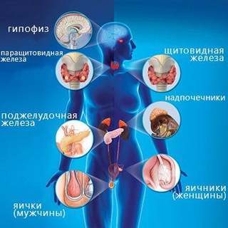 Эндокринология
