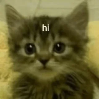 kotiks