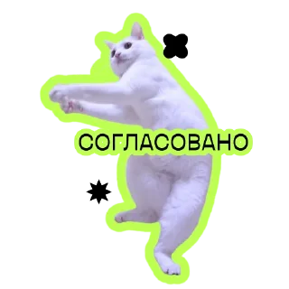 Котики в ПАЛИНДРОМЕ