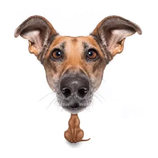 Canines @TVstickers