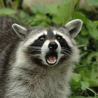 🦡 (найден в подборке «Еноты»)