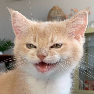 cats i love cats