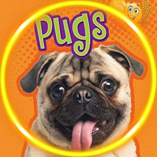 Мопсы Pugs