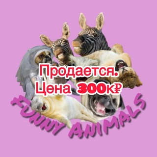 Funny Animals