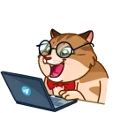 Memes With Cats