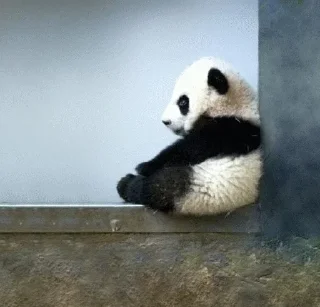 Panda @stickersb2b