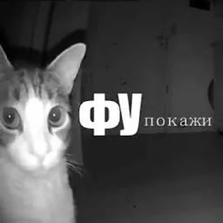 смех от котовой